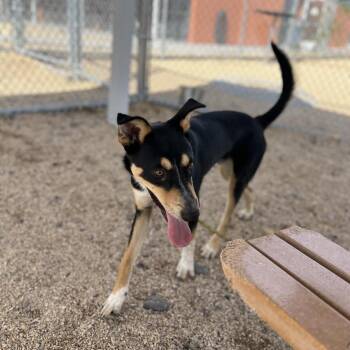 Bam Bam -  Mixed Breed Dog for Adoption in Las Cruces, New Mexico - Bam Bam | PetCurious