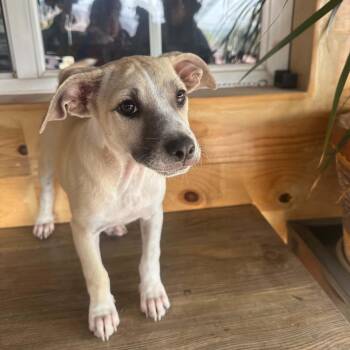 Winnie -  Labrador Retriever and Cattle Dog Dog for Adoption in San Diego, California - Winnie | PetCurious
