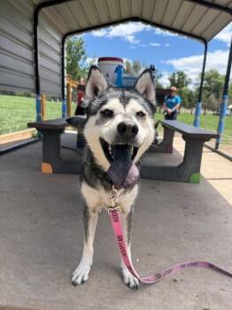 Angus -  Husky and Mixed Breed Dog for Adoption in Fort Collins, Colorado - Angus | PetCurious