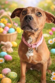 Black Mouth Cur Dogs Available for Adoption - Lumi | PetCurious