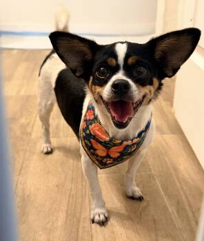 Lolita -  Chihuahua and Jack Russell Terrier Dog for Adoption in Boston, Massachusetts - Lolita | PetCurious