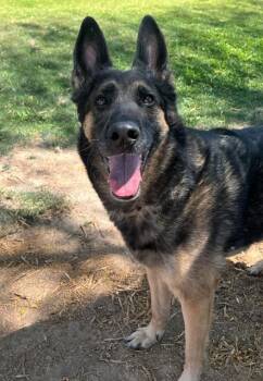 GRETCHEN -  Belgian Shepherd Malinois and German Shepherd Dog Dog for Adoption in Blythe, California - GRETCHEN | PetCurious
