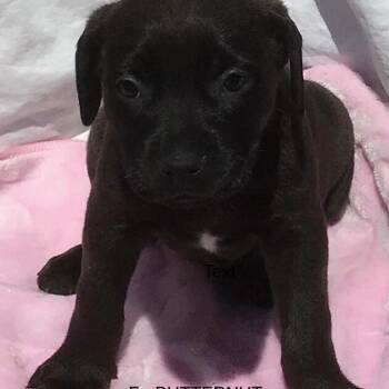 Butternut -  Mixed Breed Dog for Adoption in Calgary, Alberta - Butternut | PetCurious
