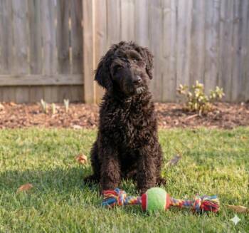 Wheaten Terrier and Poodle Dogs Available for Adoption in Crown Point, Indiana - Corkie ~ Foster To Adopt | PetCurious