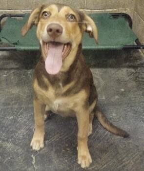 Rosie -  Labrador Retriever Dog for Adoption in Midland, Texas - Rosie | PetCurious