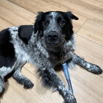 Milton -  Australian Shepherd Dog for Adoption in Minneapolis, Minnesota - Milton | PetCurious