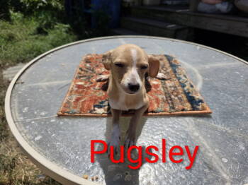 Rescue Chihuahua and Rat Terrier Dogs for Adoption in South Kingstown, Rhode Island - Pugsley Adams | PetCurious