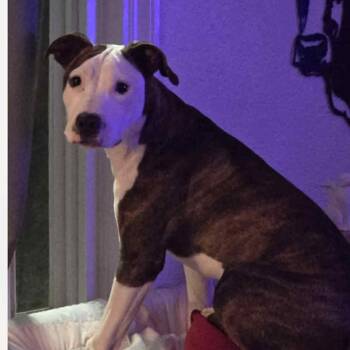 Rescue Pit Bull Terrier Dogs for Adoption in St. Peters, Missouri - Rosie Posey | PetCurious