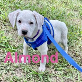 Labrador Retriever Dogs Available for Adoption in Austin, Texas - Almond | PetCurious