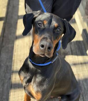 Doberman Pinscher Dogs Available for Adoption - Alara | PetCurious