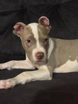 Little Piglet / Echo -  Mixed Breed and Pit Bull Terrier Dog for Adoption in Waunakee, Wisconsin - Little Piglet / Echo | PetCurious