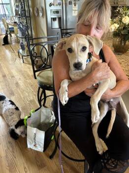 Butter -  Labrador Retriever Dog for Adoption in Valley Stream, New York - Butter | PetCurious