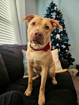 Mixed Breed Dogs Available for Adoption in Conway, South Carolina - Buckley: A Really Great Boy Looking For His Person | PetCurious