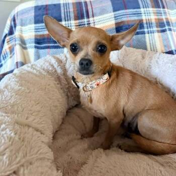 Maria Reynolds -  Chihuahua Dog for Adoption in Racine, Wisconsin - Maria Reynolds | PetCurious