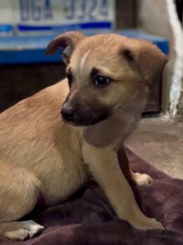 Mixed Breed Dogs Available for Adoption - Tate | PetCurious