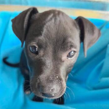 AK1109 Cherokee -  Terrier and Mixed Breed Dog for Adoption in Port Washington, New York - AK1109 Cherokee | PetCurious