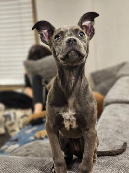 Cardi -  Staffordshire Bull Terrier and Pit Bull Terrier Dog for Adoption - Cardi | PetCurious