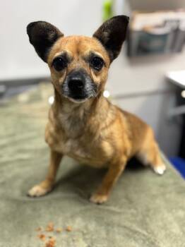 Rescue Chihuahua Dogs for Adoption in San Luis Obispo, California - Pelican | PetCurious