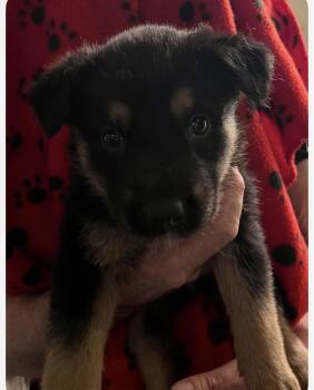 Nash -  Mixed Breed Dog Available for Adoption in Madison, Wisconsin - Nash | PetCurious