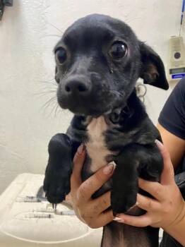Mac -  Chihuahua and Terrier Dog for Adoption in Chico, California - Mac | PetCurious