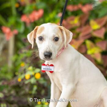 Eggroll -  Hound and Labrador Retriever Dog for Adoption in Wake Forest, North Carolina - Eggroll | PetCurious