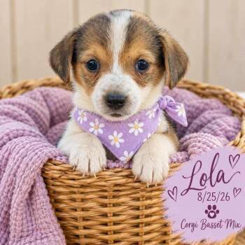 Lola -  Corgi and Basset Hound Dog for Adoption in Fort Worth, Texas - Lola | PetCurious