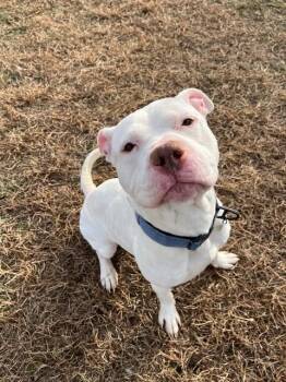 Pit Bull Terrier Dogs Available for Adoption - BRUISER | PetCurious