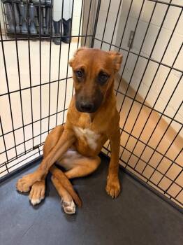 Boxer Dogs Available for Adoption in Nacogdoches, Texas - Ali | PetCurious