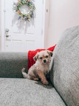 Curly -  Yorkshire Terrier Dog for Adoption in Goodyear, Arizona - Curly | PetCurious
