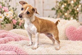 Lynette -  Chihuahua Dog for Adoption in Cedartown, Georgia - Lynette | PetCurious