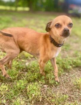 Chihuahua Dogs Available for Adoption in Shawnee, Oklahoma - Rusty | PetCurious