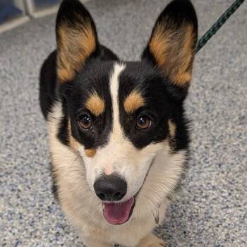 Barnabee -  Mixed Breed Dog for Adoption in Greenville, South Carolina - Barnabee | PetCurious