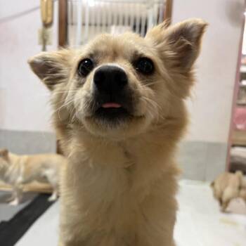 Jindo Dogs Available for Adoption in Northbrook, Illinois - Rora | PetCurious