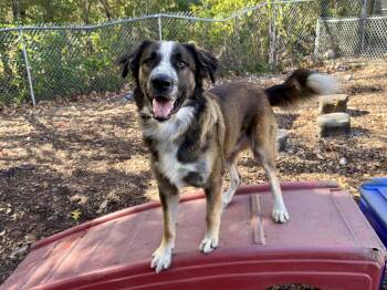 Max -  Anatolian Shepherd Dog for Adoption in Sudbury, Massachusetts - Max | PetCurious