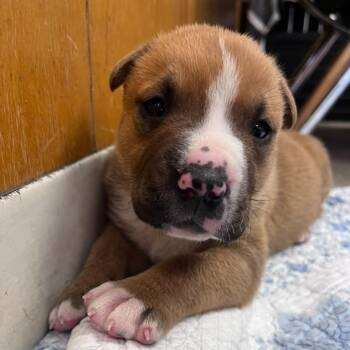 Finneas -  American Bulldog Dog for Adoption in San Pablo, California - Finneas | PetCurious