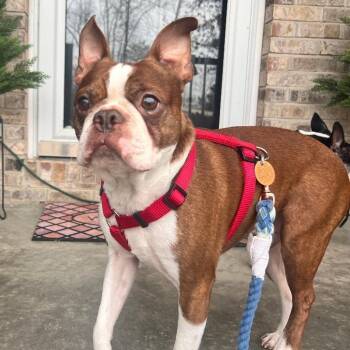 Boston Terrier Dogs Available for Adoption - Titus In MO | PetCurious