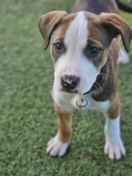 Mixed Breed Dogs Available for Adoption in Savannah, Georgia - June | PetCurious