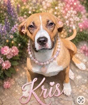 Boxer and Black Mouth Cur Dogs Available for Adoption in Houston, Texas - Kris | PetCurious