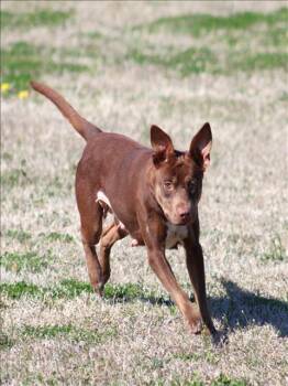 Feist and Mixed Breed Dogs Available for Adoption - MACY | PetCurious