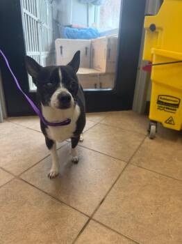 Uno -  Chihuahua Dog for Adoption in Marion, Ohio - Uno | PetCurious
