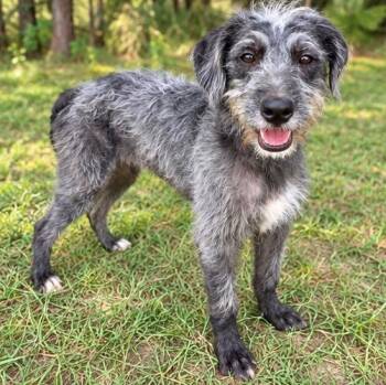 Juni -  Schnauzer and Terrier Dog for Adoption in Foley, Alabama - Juni | PetCurious