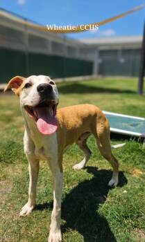 Wheatie -  Hound Dog for Adoption in New Bern, North Carolina - Wheatie | PetCurious