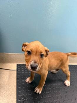 HAZEL -  Mixed Breed Dog for Adoption in Holbrook, New York - HAZEL | PetCurious
