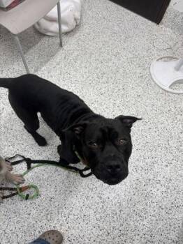 Oingo -  Cane Corso and Mixed Breed Dog for Adoption in Atlanta, Georgia - Oingo | PetCurious