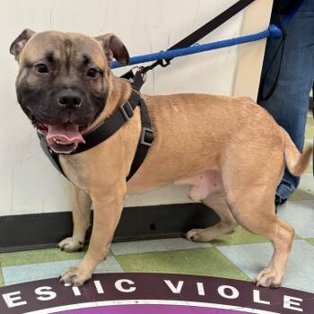 Rook -  Mixed Breed Dog for Adoption in Philadelphia, Pennsylvania - Rook | PetCurious