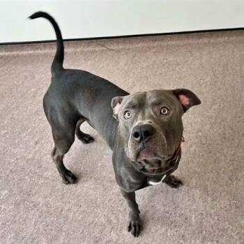 Zarr -  Pit Bull Terrier Dog for Adoption in Brentwood, Missouri - Zarr | PetCurious