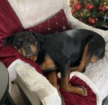 Rottweiler Dogs Available for Adoption in Brooklyn Center, Minnesota - Ruthie | PetCurious
