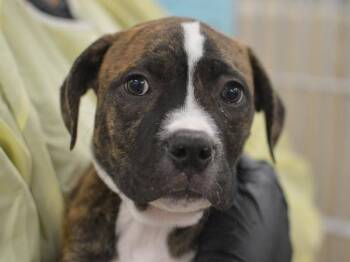 Lucien -  Pit Bull Terrier Dog for Adoption in Portland, Oregon - Lucien | PetCurious
