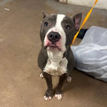 Gucci (Zypher) -  Staffordshire Bull Terrier Dog for Adoption in Edinburg, Texas - Gucci (Zypher) | PetCurious