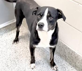 BRADLEY -  Labrador Retriever and Australian Cattle Dog Blue Heeler Dog for Adoption in Houston, Texas - BRADLEY | PetCurious